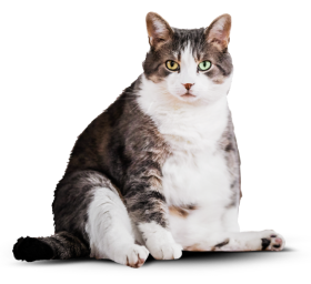 Фотография крупного кота Бориса до замены корма.